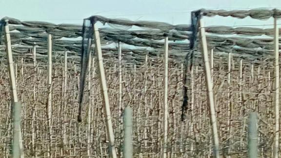 За 5 лет в ЛПХ Петровского округа Ставрополья заложено 76 суперинтенсивных садов