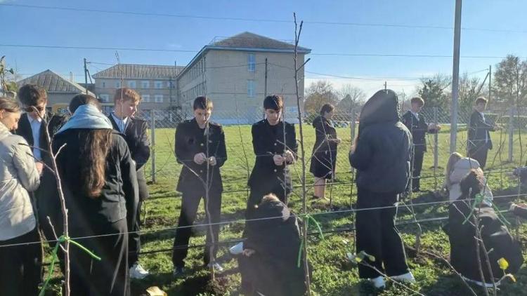 В школе № 4 посёлка имени Кирова заложили суперинтенсивный яблоневый сад