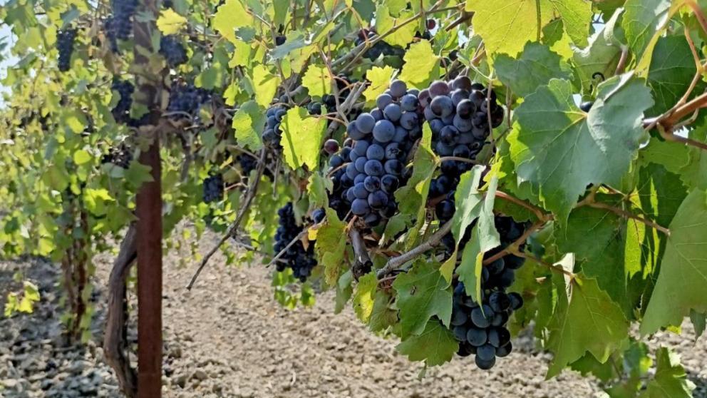 Ставропольские виноградари приступили к сбору урожая