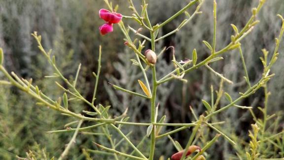 На Ставрополье для школьников проходит сельскохозяйственная образовательная смена
