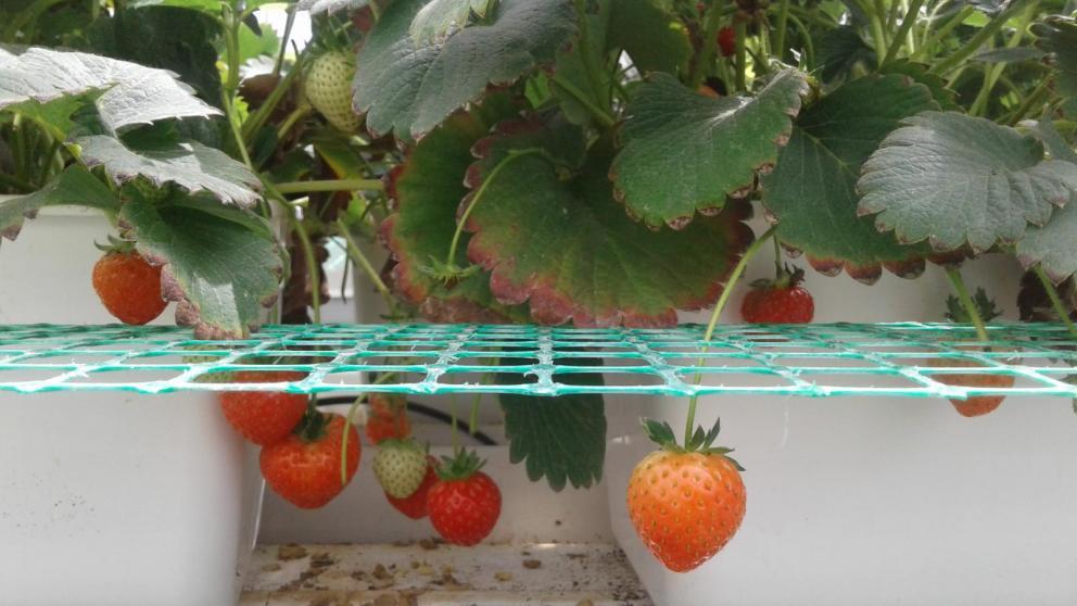 В колхозе «Родина» на Ставрополье стартовал пилотный проект по выращиванию тепличной клубники