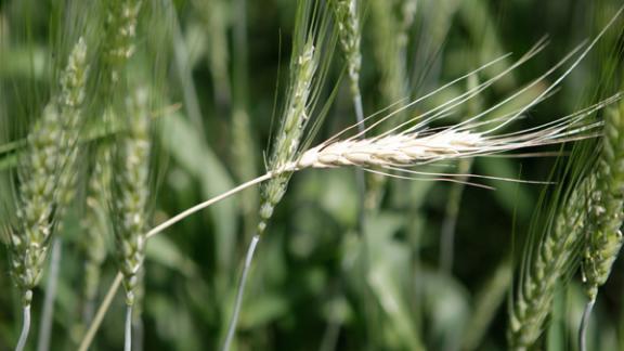 Буденновские аграрии выступили с обращением ко всем хлеборобам Ставрополья