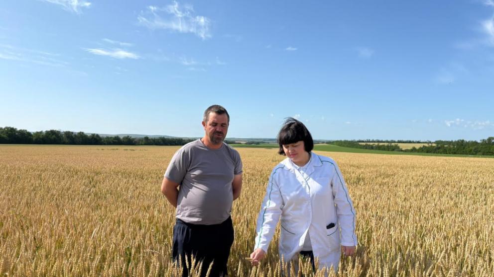 На Ставрополье приступили к апробации сельскохозяйственных посевов