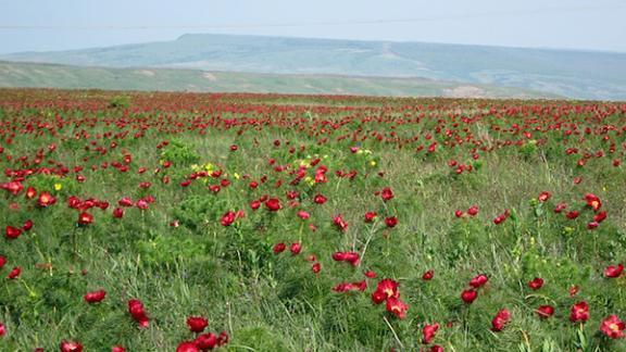 Не рвите цветы на полянах! Штраф от двух до ста тысяч рублей