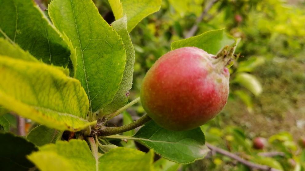 В Красногвардейском округе Ставрополья стартовал проект по закладке садов в личных хозяйствах