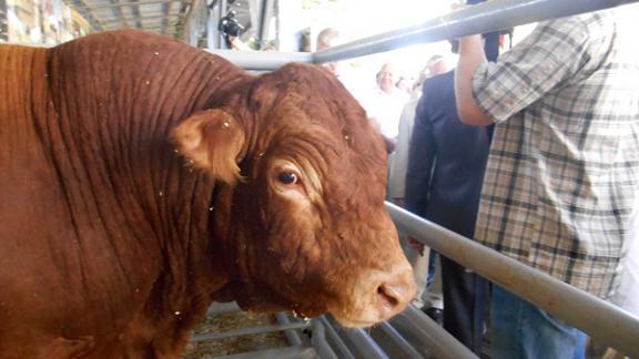 Ставрополье – один лидеров по племенному животноводству