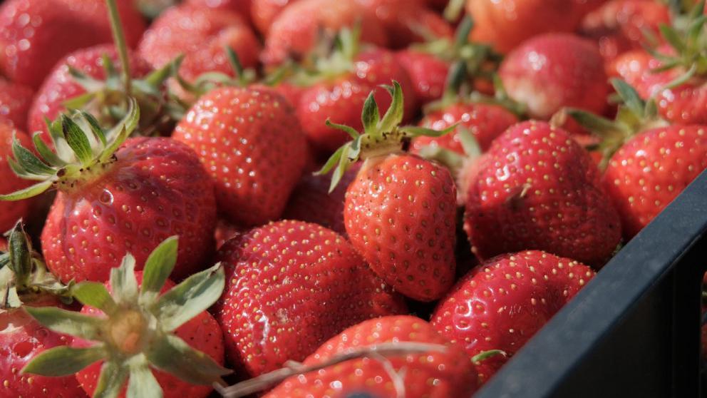 Уборка земляники открытого грунта на Ставрополье в самом разгаре