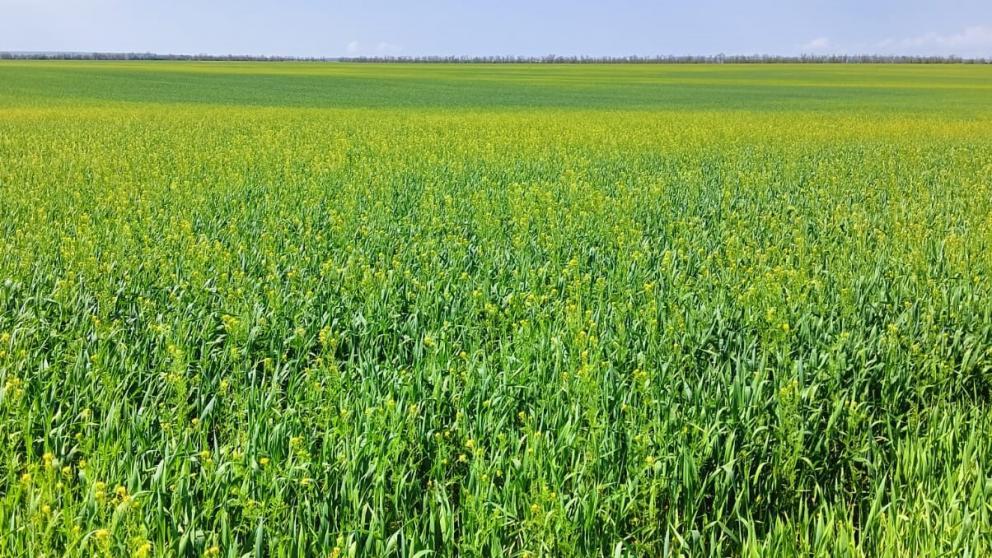 В Грачёвском округе Ставрополья отмечено цветение озимого рапса