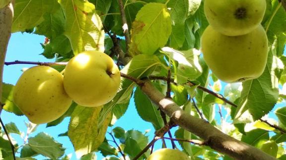 На Ставрополье 38 школ присоединились к программе «Школьный сад»