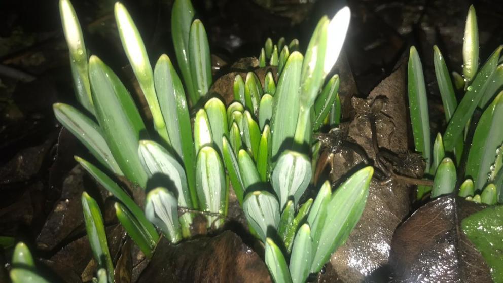 Горожане заметили в Железноводске цветущие подснежники