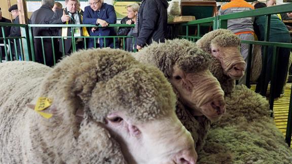 «Золотая осень 2015» принесёт Ставрополью более 1,5 тысяч новых рабочих мест в АПК