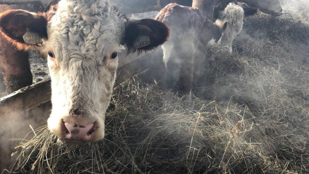 На Ставрополье зимовка скота проходит в штатном режиме
