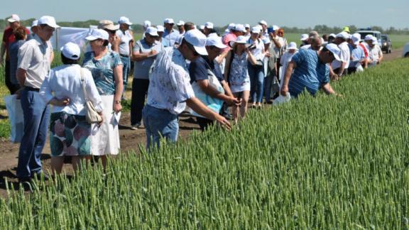 В Шпаковском районе прошел День поля