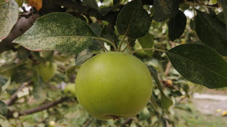 В Степновском округе Ставрополья заложили школьный сад