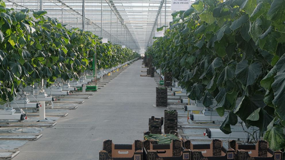 Производство тепличных овощей на Ставрополье с начала года увеличилось на 14,5 процента