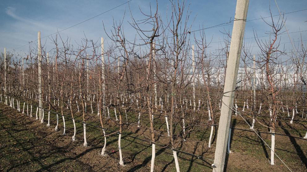 Губернатор Ставрополья: в крае планируется заложить 250 га новых садов в 2026 году