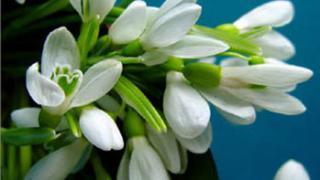 Предвестник весны