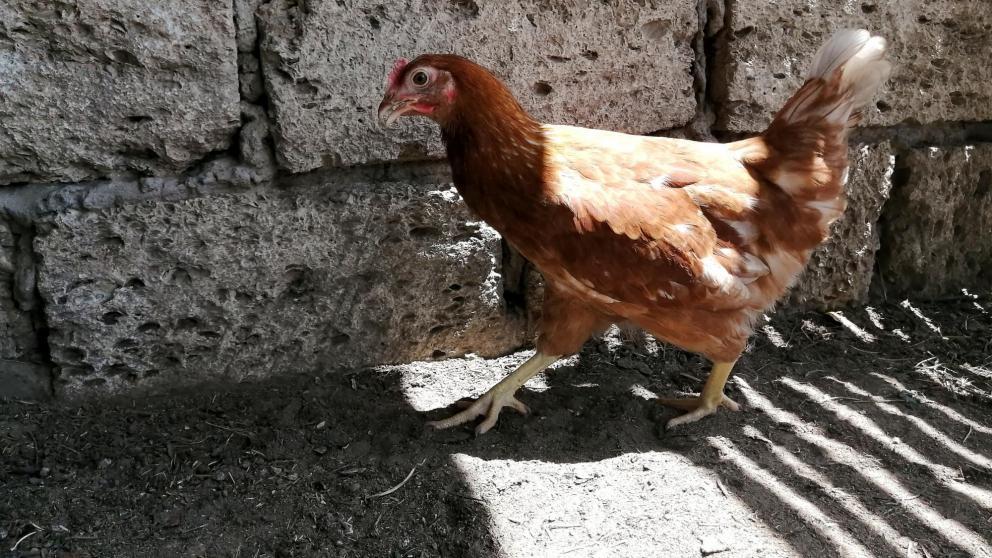 Аграрии Ставрополья увеличили объем сельхозпродукции