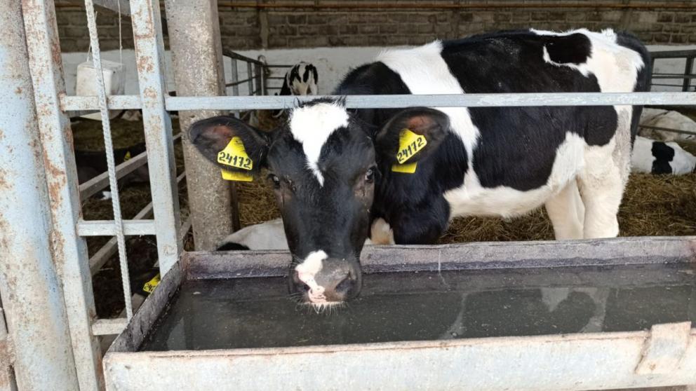 Более 600 телят появилось на свет в Предгорном округе Ставрополья 