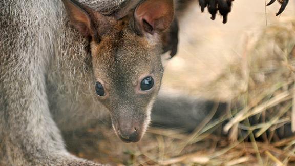 Кенгуру Плюшка и Степашка показали своего малыша Бэйба ставропольской публике