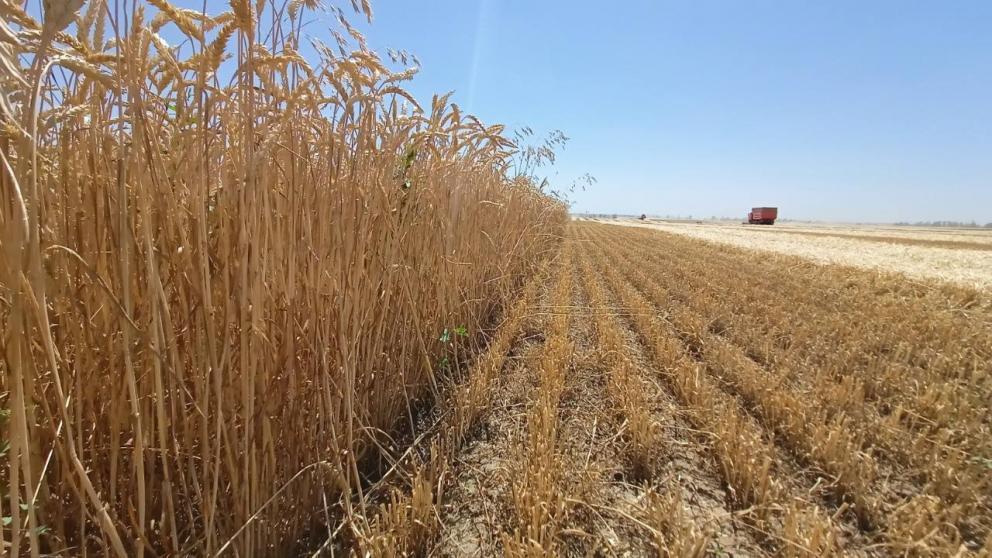 Ставропольский край увеличил посевные площади и сбор чечевицы