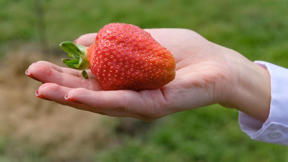 Ставропольцам рассказали об уходе за клубникой после сбора урожая