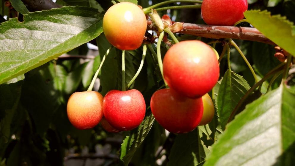 Сады на Ставрополье выросли в шесть раз за десять лет