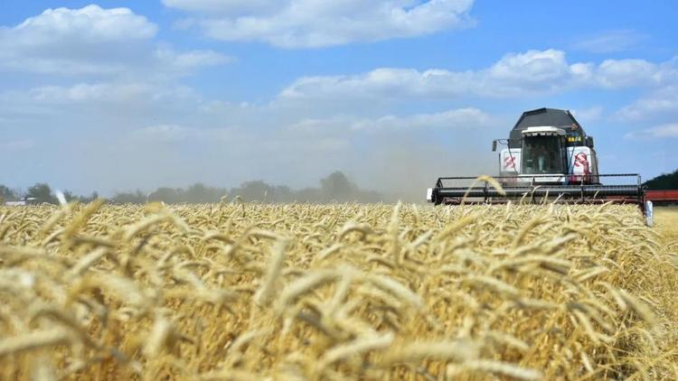 На Ставрополье намолочено более 5 миллионов тонн зерновых