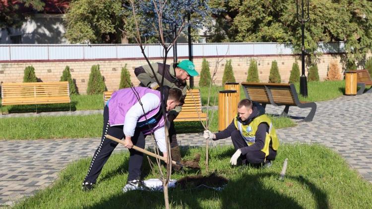 Молодые деревья высадили в сквере Молодожёнов в Ипатово