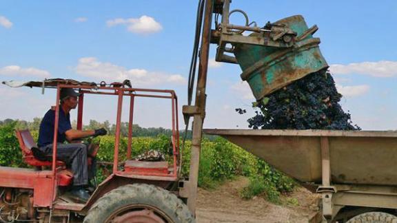 Уборка винограда на Ставрополье приближается к экватору