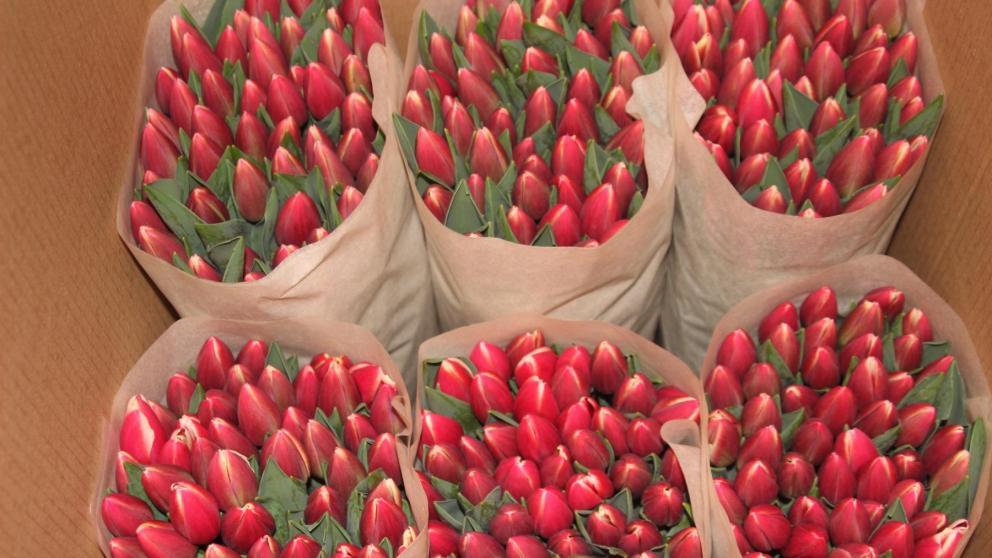 Свыше 3 миллионов тюльпанов вырастят цветоводы Кочубеевского округа к 8 марта