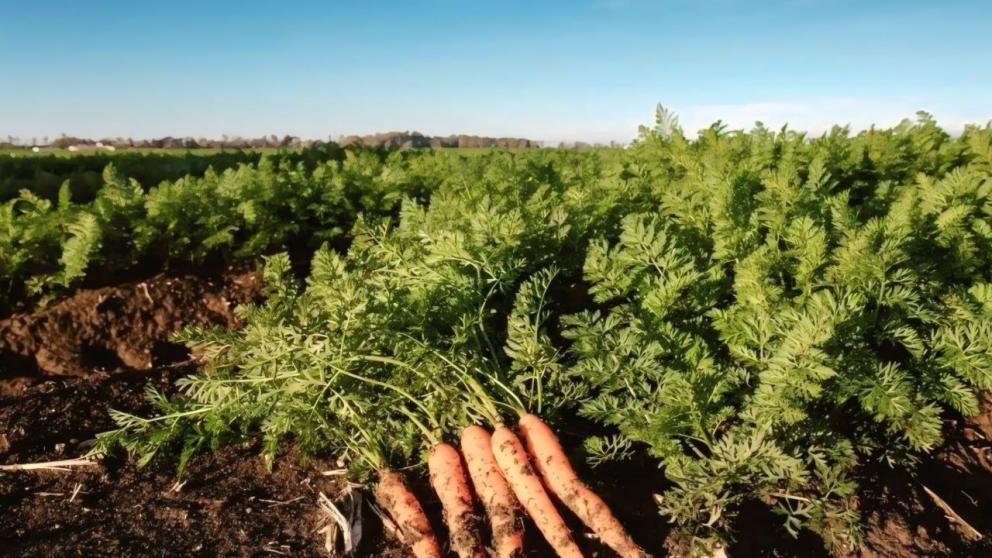 В Предгорном округе Ставрополья стартовала уборка моркови и свёклы