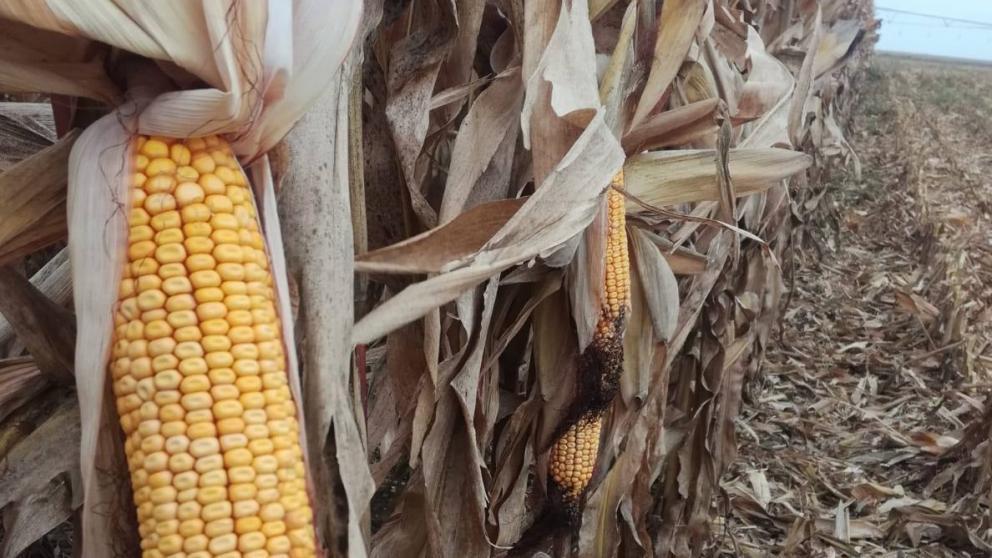 Политолог: Ставрополье демонстрирует модель высокотехнологичного агропроизводства