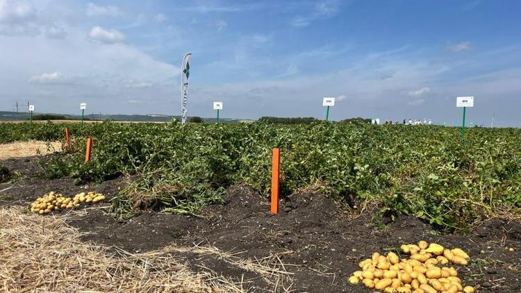 День картофельного поля провели в станице Предгорного округа Ставрополья