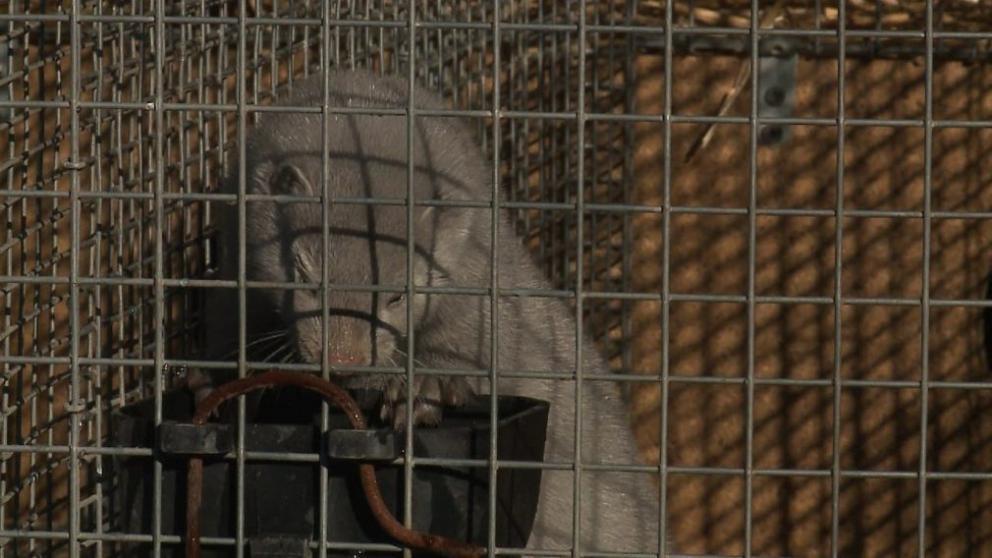 На норковой ферме в Ставропольском крае ожидается пополнение