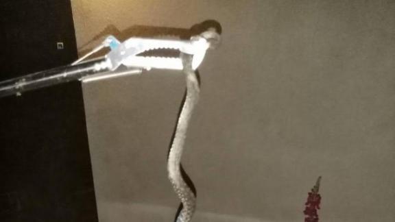 Крупную змею отловили спасатели в Георгиевске