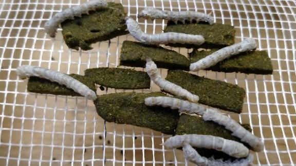 Учёные-шелководы Ставрополья наладили сотрудничество с Красноярским НИИ