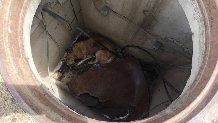Спасатели вытащили угодившую в колодец собаку в селе Привольном