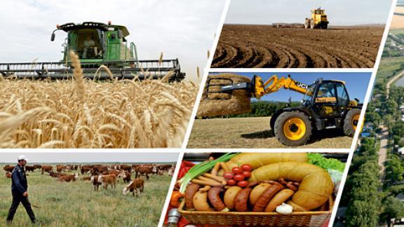 На Ставрополье вырос объём производства сельхозпродукции