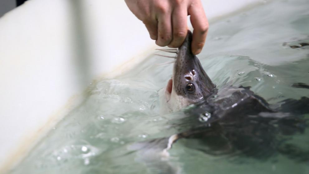 Производство по разведению осетра открыл житель Предгорного округа