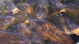 Реализация инвестпроектов в сфере рыбоводства началась на Ставрополье