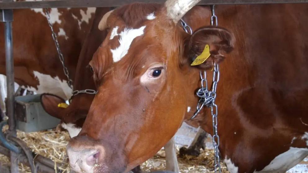 Кочубеевский округ сохраняет лидерство по производству молока