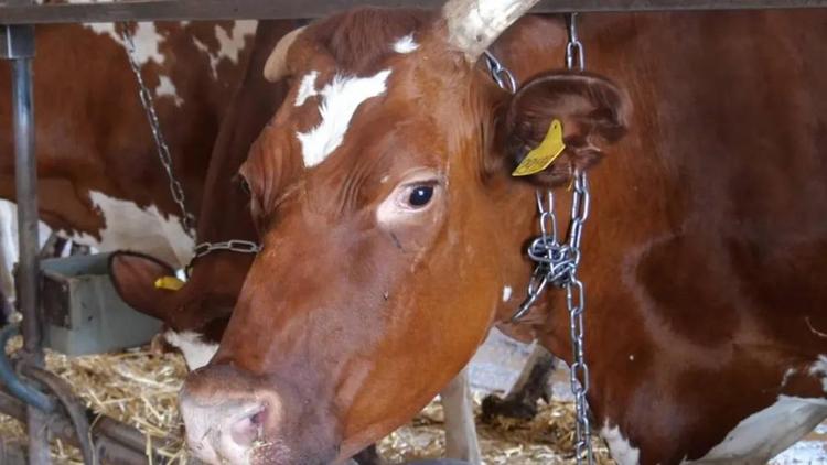 Кочубеевский округ сохраняет лидерство по производству молока