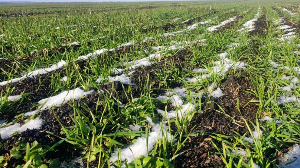 Условия для перезимовки озимых культур на Ставрополье благоприятные