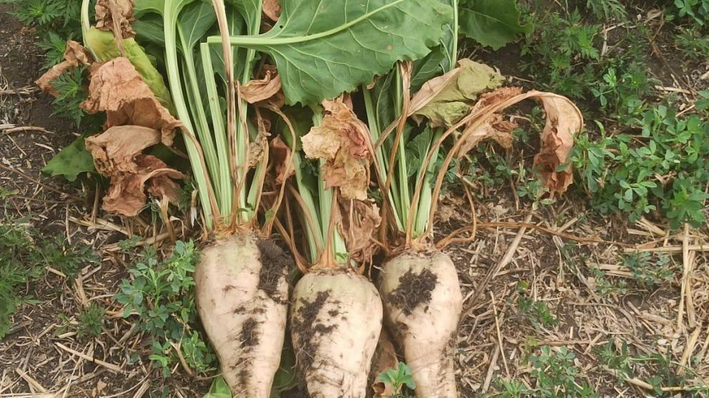 На Ставрополье стартовала уборка сахарной свеклы