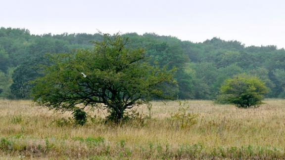 На восстановление лесов Ставрополья выделено 86,6 млн рублей