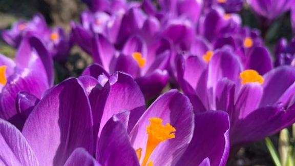 Клумбы Ставрополя украсят почти 200 тысяч цветов