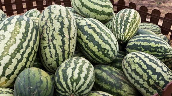 Как выбрать правильный арбуз