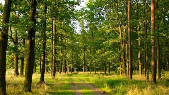 На Ставрополье усилены меры контроля за правилами нахождения в лесах