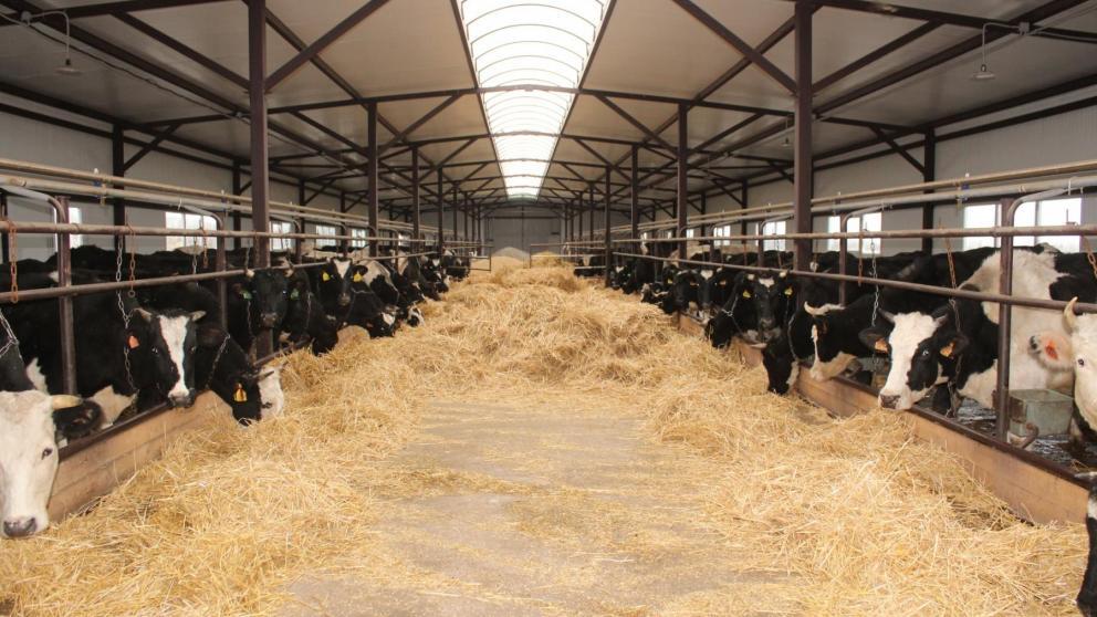 На Ставрополье кормов для зимовки скота заготовлено выше потребностей